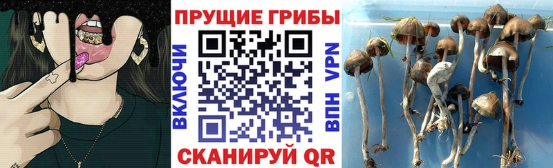 Галлюциногенные грибы ЛСД  Судак 